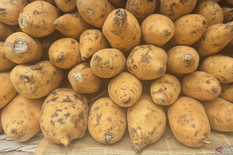 Sumedang gencarkan kultur jaringan guna perluas produksi ubi cilembu